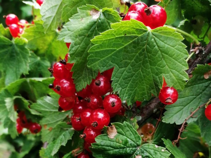 Смородина отцвела: 3 шага для крупных и сладких ягод Смородина отцвела: 3 шага для крупных и сладких ягод