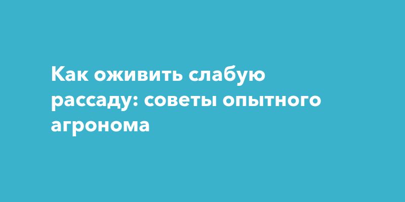 Как оживить слабую рассаду: советы опытного агронома