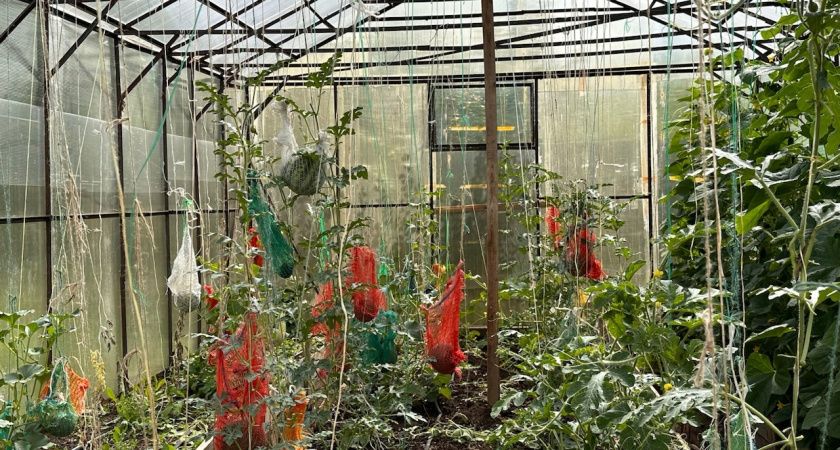 1 июня развожу 30 г в лейке и поливаю огурцы: становятся размером с кабачки — только успевай сорвать, поспевают раньше, чем у соседей