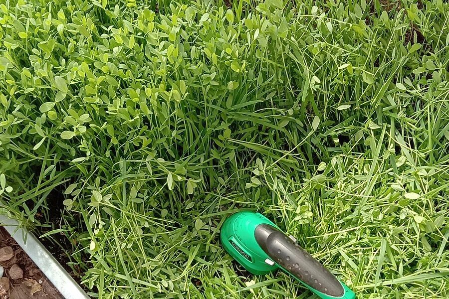 Сидераты осенью: секреты здоровья почвы и успешного урожая