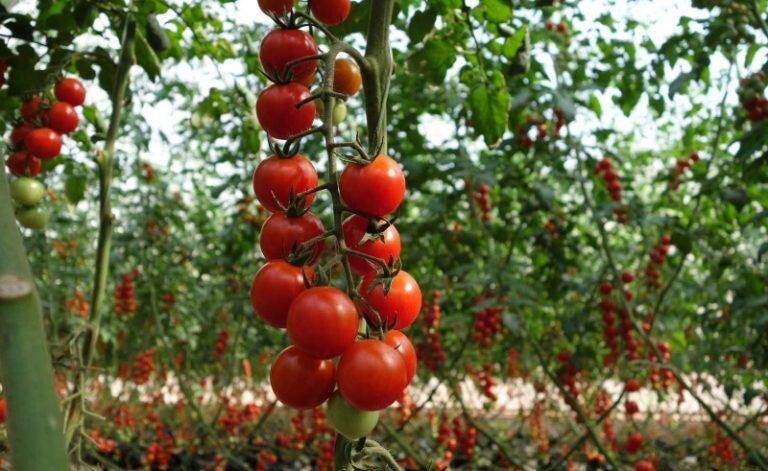 Удобрение, которое перевернет ваше представление о выращивании томатов