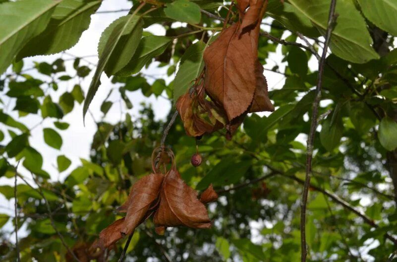 Как спасти вишню от монилиоза в августе