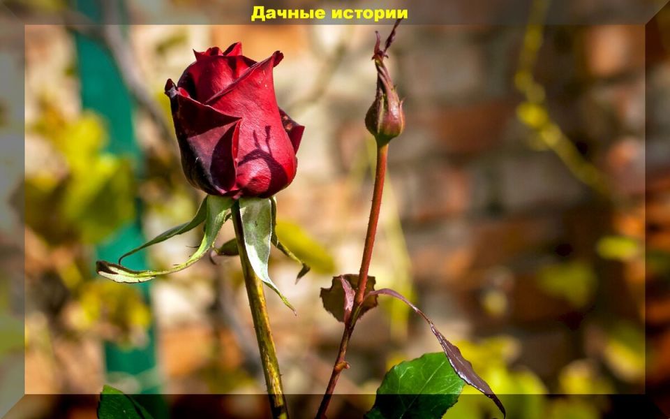 Зимняя подготовка роз: советы для садоводов, которые хотят дождаться весны