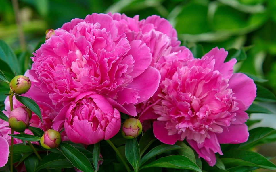 Как гидрогель помогает пионцам в вашем саду: секреты успеха от опытных дачников