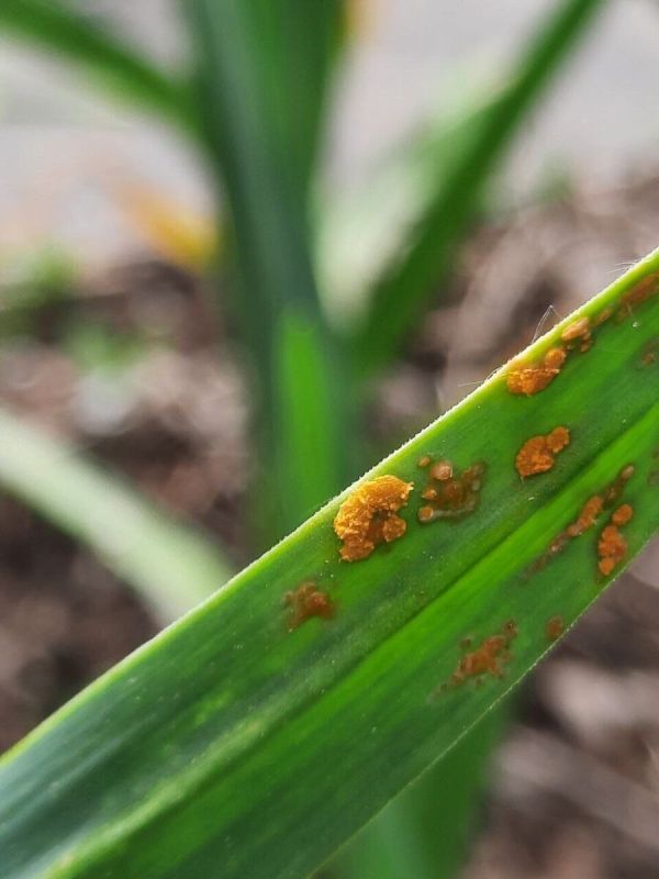 Как победить ржавчину на чесноке: опыт огородников