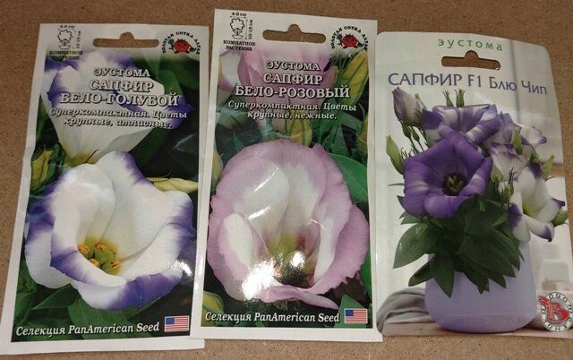 Как вырастить радужный цветок эустомы: секреты успешного посева