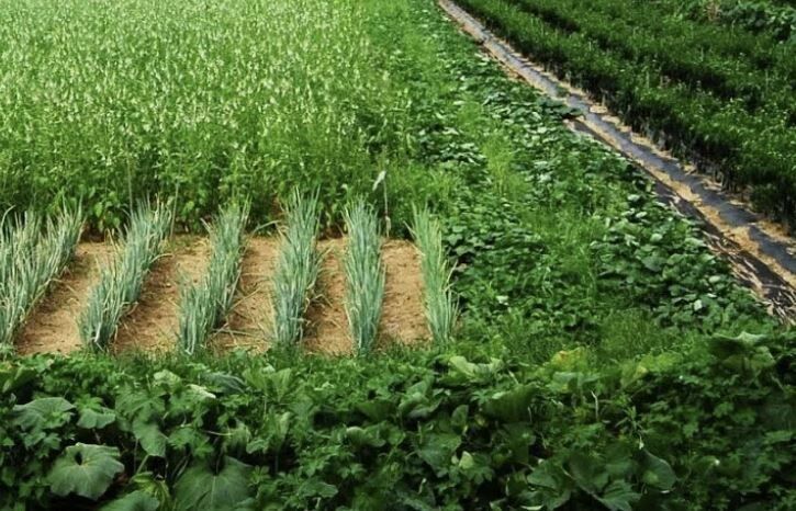 Природное земледелие: как создать гармонию в вашем саду