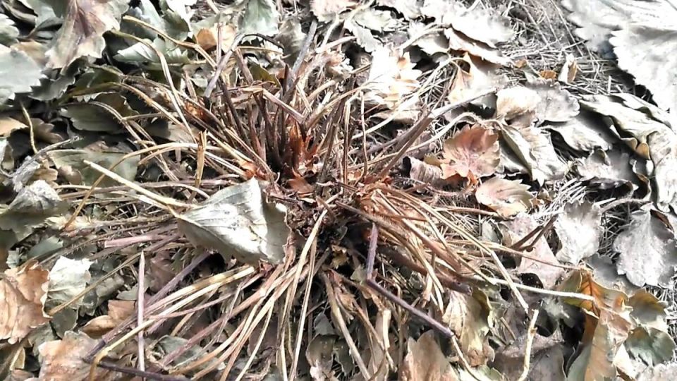 Почему клубника вымерзает даже в теплую зиму: секреты защиты и правильного ухода