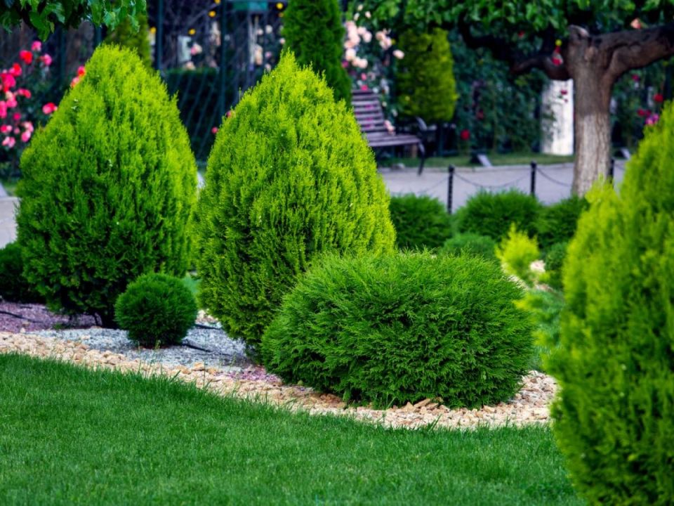 Как создать идеальный газон: от подготовки до ухода