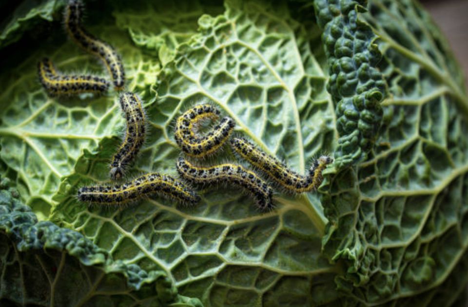 Эффективные методы борьбы с гусеницами на капусте: народные рецепты