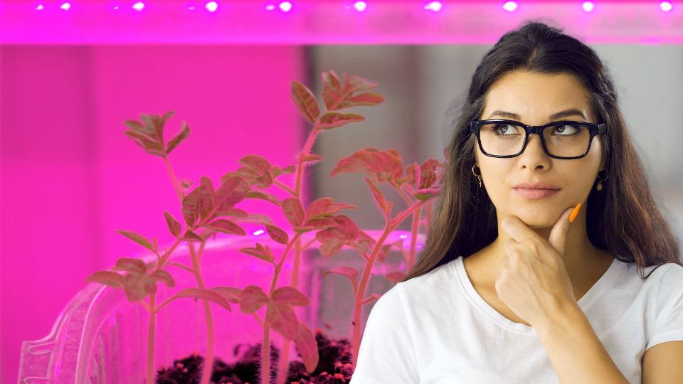 Вред мнимый и действительный: так ли опасны фитолампы для здоровья человека