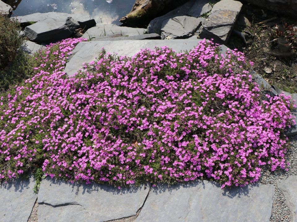 ���������� �����: ��� ������� �������� ��� � ����� ����