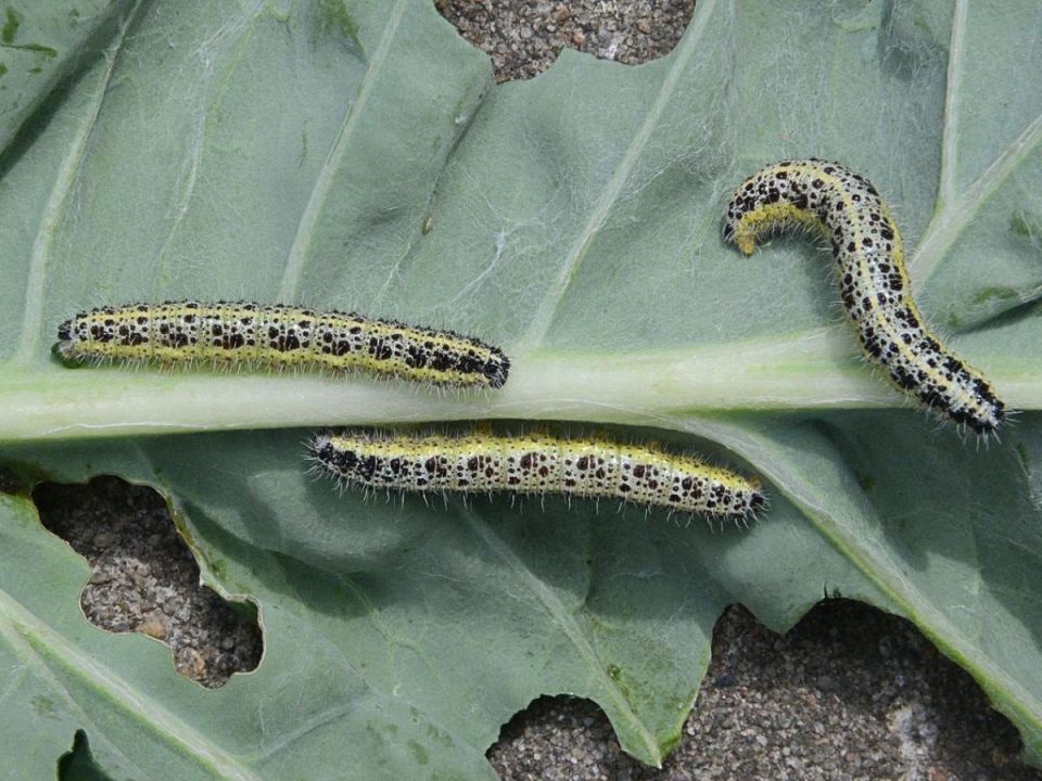 ��� ����������� ������� ������ ������� �� ����������: ���������, ��� ������!