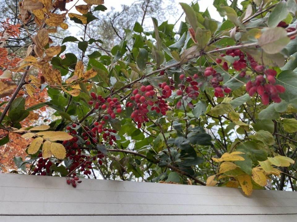 ��� ��������� ������: ������ ������� ������ ��� ���������