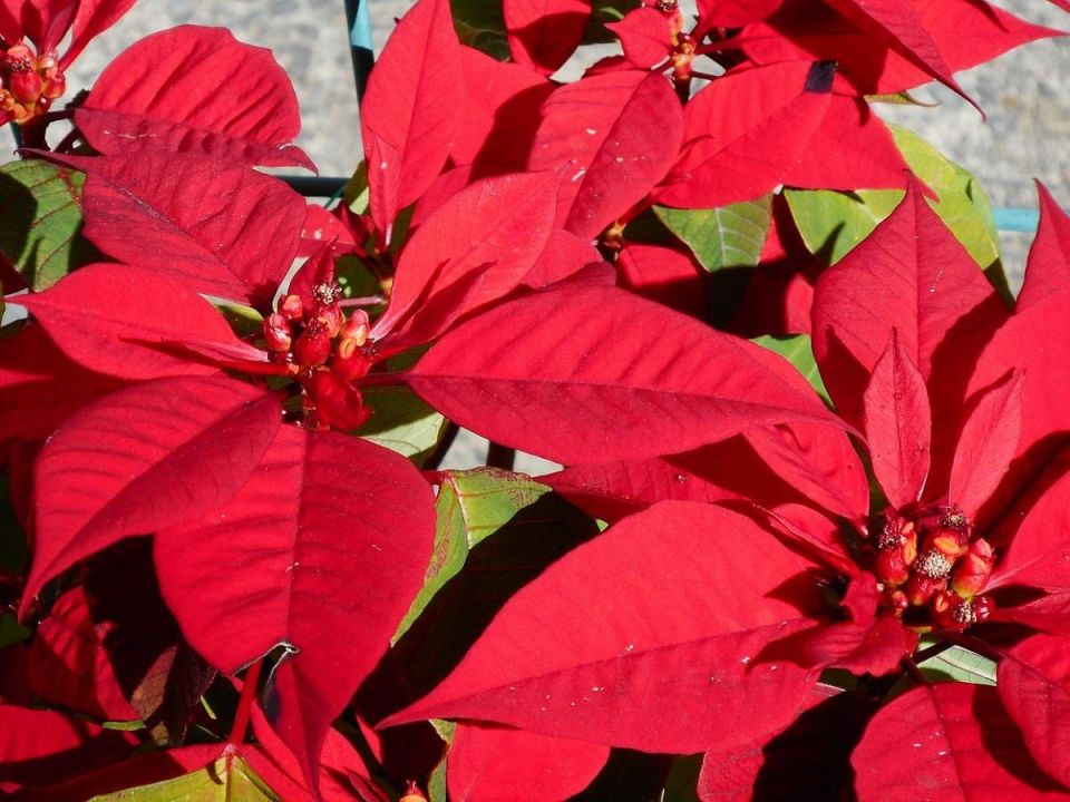 ��� ��������� ��������� �� �����������: ������� �������� ������ ��������