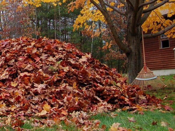 Осенняя листва: неожиданный ресурс для уважающих природу