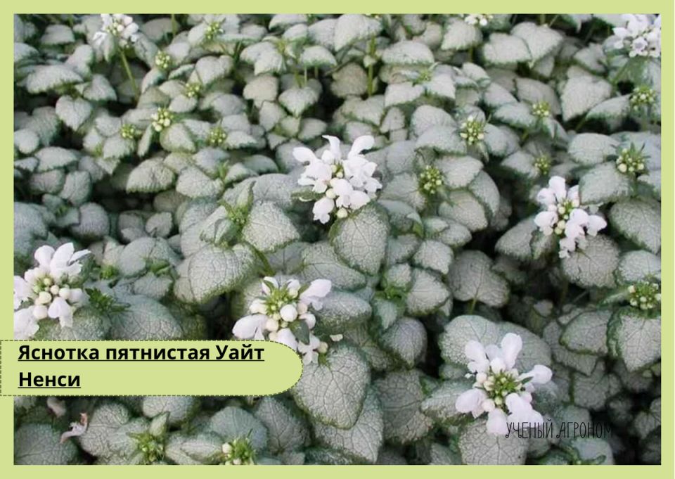 �������: ����������� ��������� ��� ������ ����