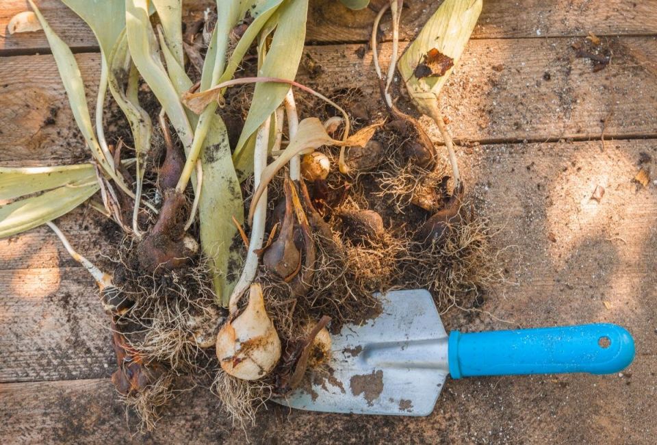 ����� ���� ���������� ��������: ������ ��� ���������