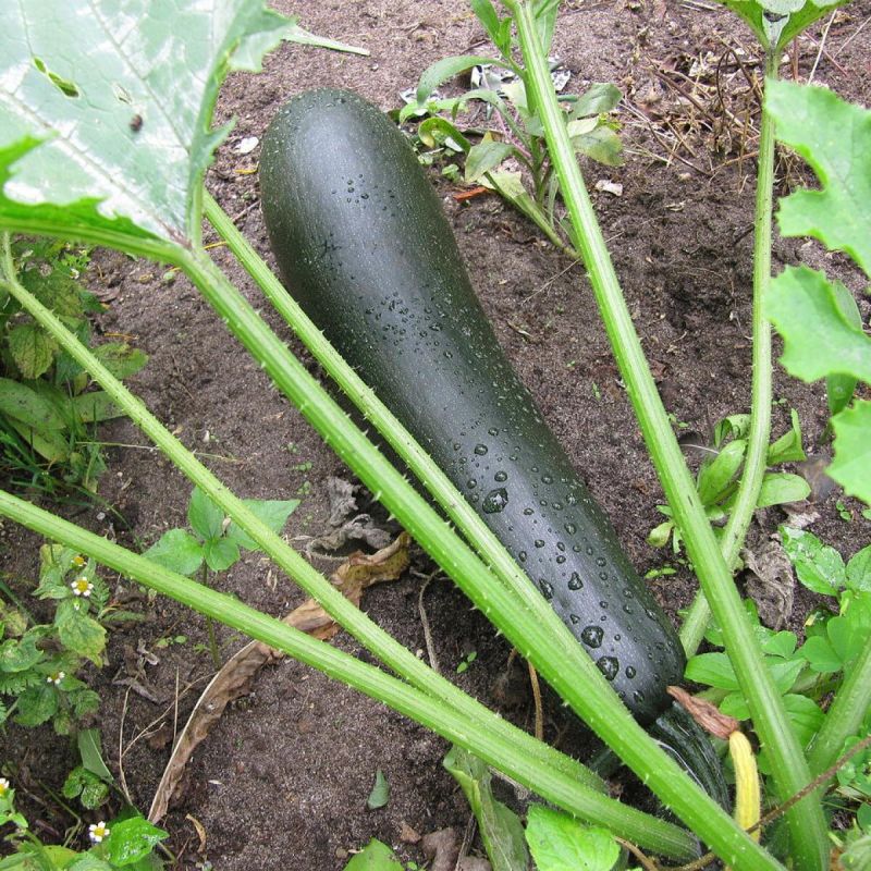 Секреты высокоурожайных сортов кабачков