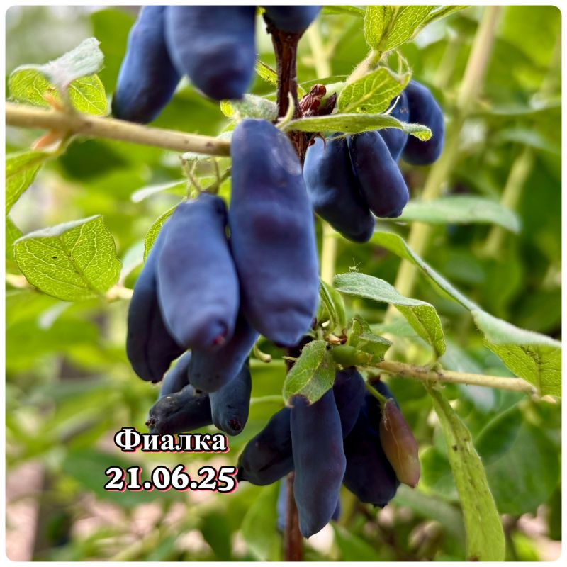 ���������: �������������� �����, ������� ������� ��� ���