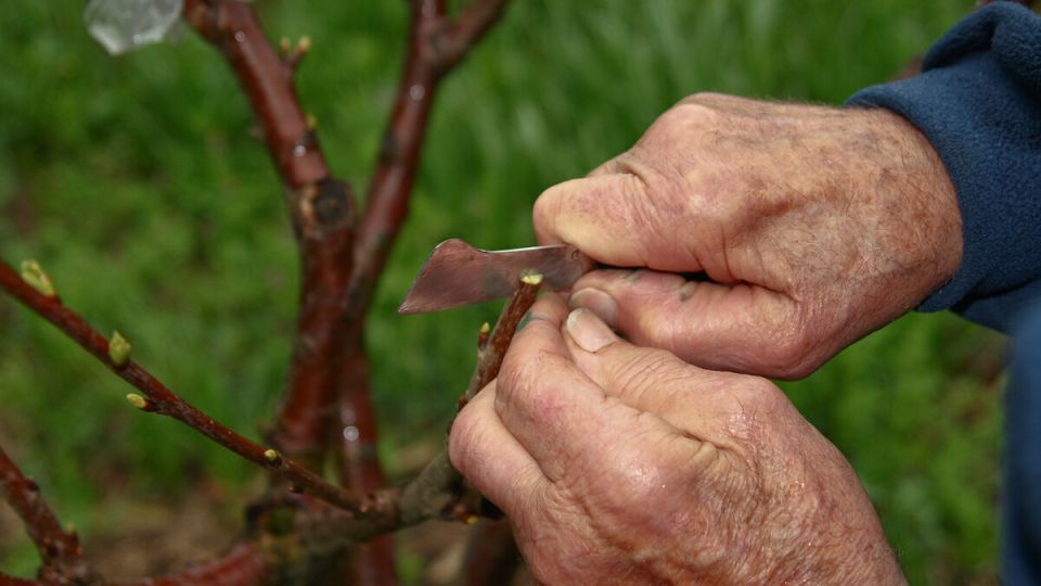 Как правильно прививать деревья: секреты успешной агрономии