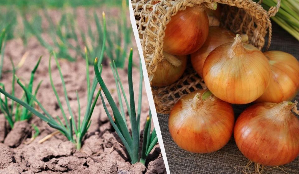 ������ ����� ������� ����: ��������� ������� ������