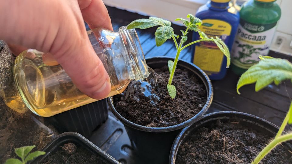 ��� ����������� �������, ����� ��������� ������� ����� ��������� ����� ���������