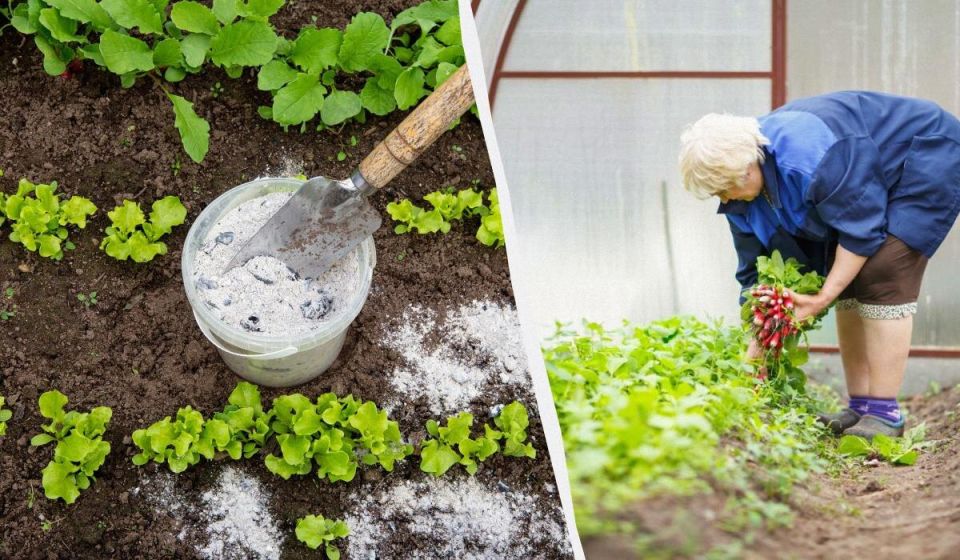 �������� � ������: ����� �������� �� ����� ���� � ���������