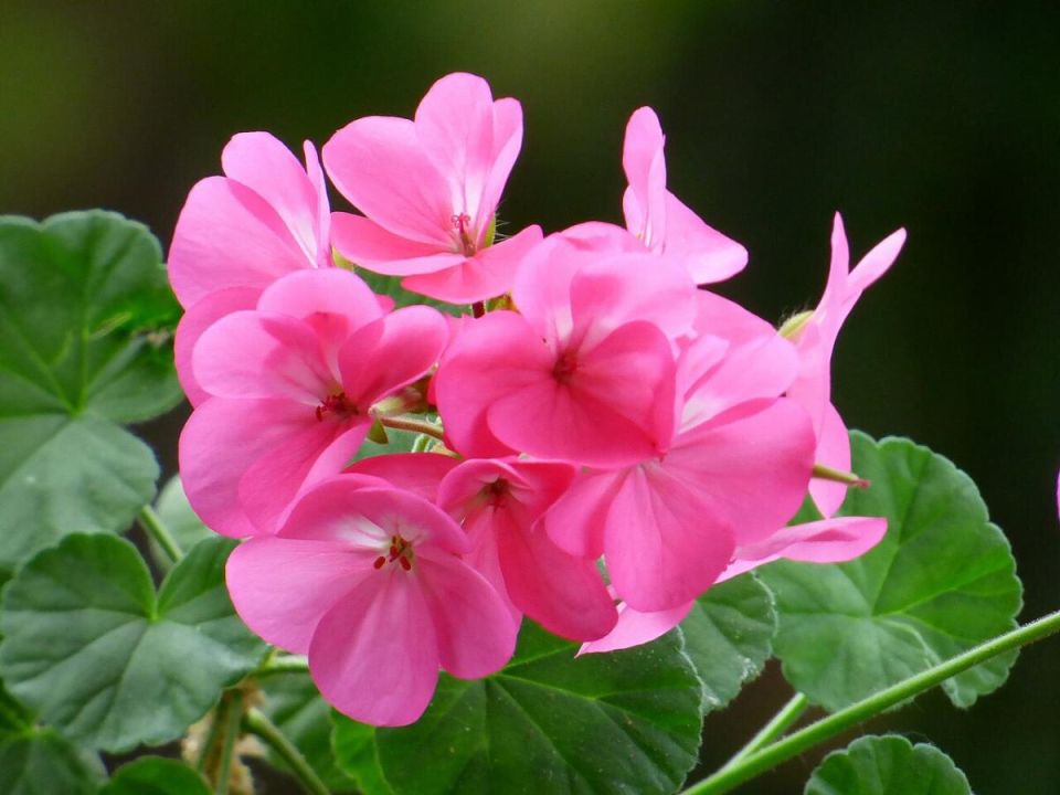 ������ ��������� �������� ������: ��� ����� �������� ��������� �������� ����