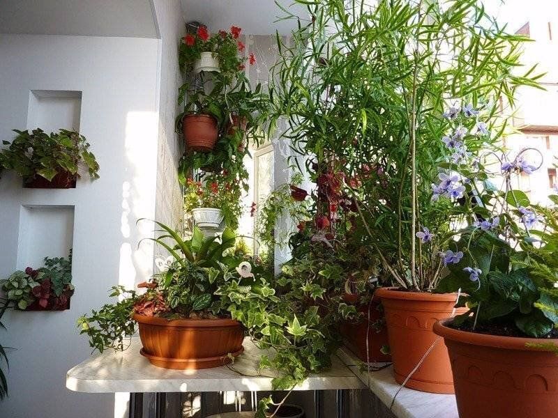 ������ ������ ��� ����������: ��� ��������� �� ���������� � ����