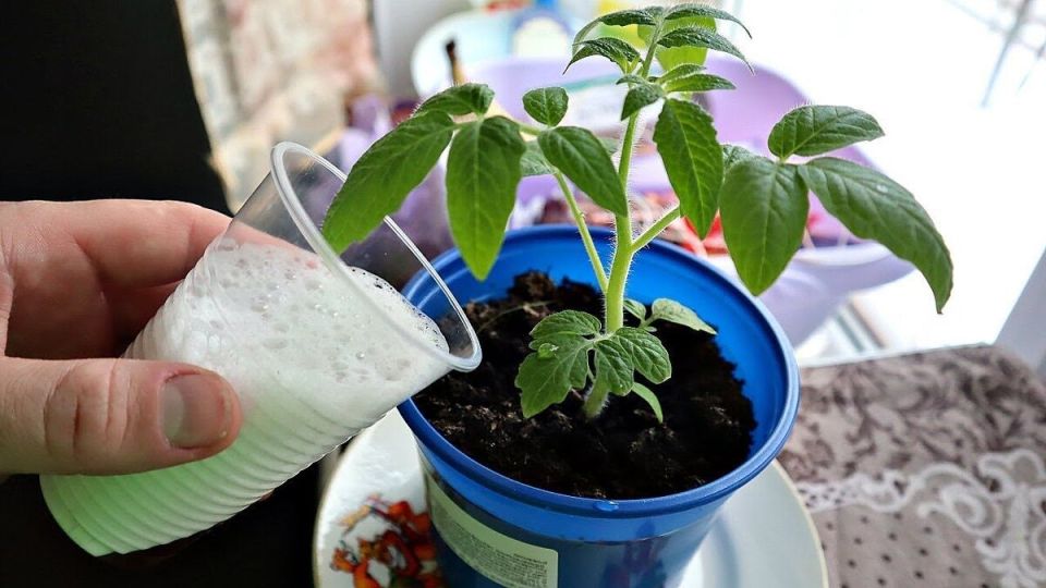 ������ ���� �������� ����� ������� ���������: ������ ��� �������� �������