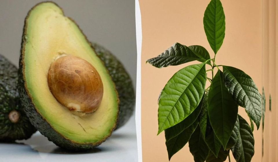 ������� ��������� ��������� ����� �� �������