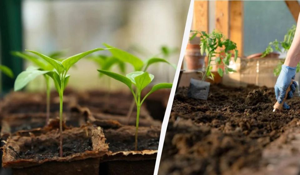 ��� ���������: ������� ��������� ����������� ������� �����