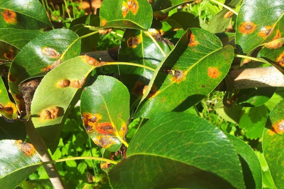 ��� �������� �������� �����: ���������� ������� ������