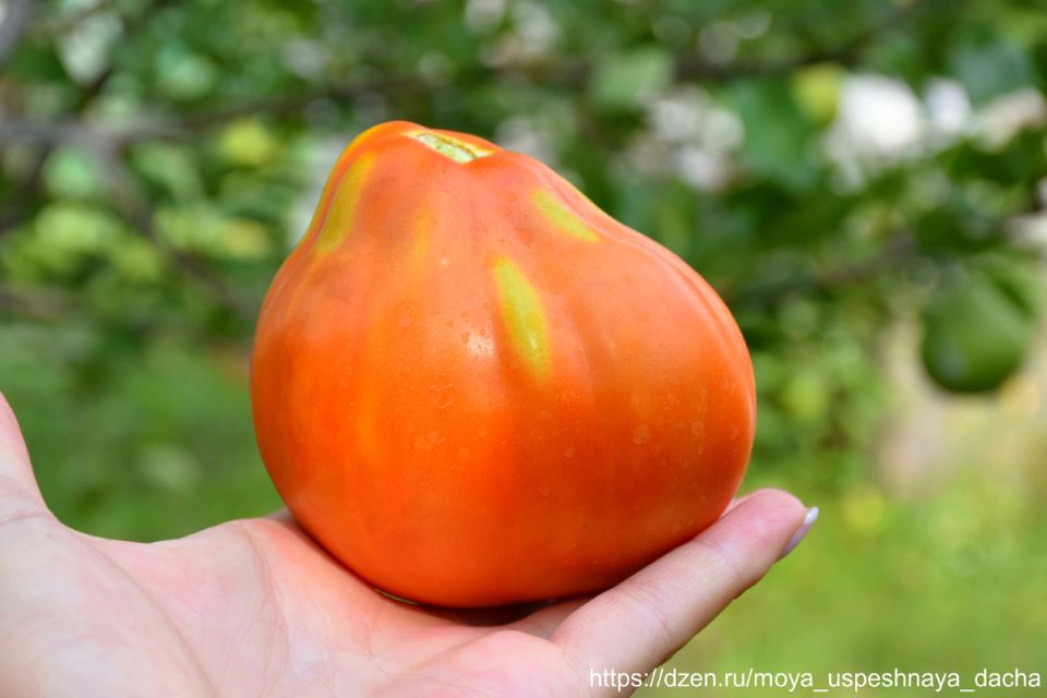 �����, ������� ����� ������ � ������ ������: �������� ��� ���� ������� ����