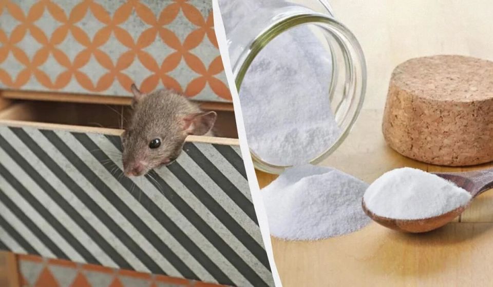 ����������� ������ ������ �����: ��� ������� ���� ������ ��� ���