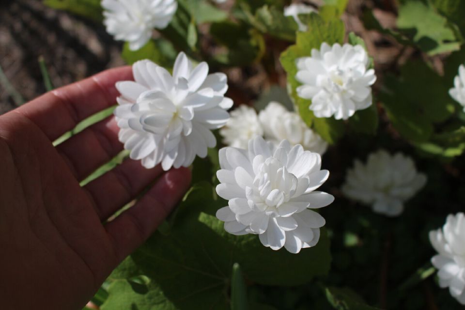 �����������: ���� �� ���� ��������