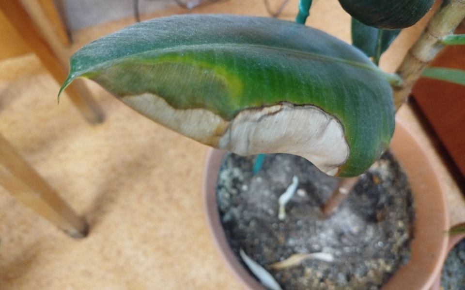 ���� �� �������: ������� � ������ �� ����������