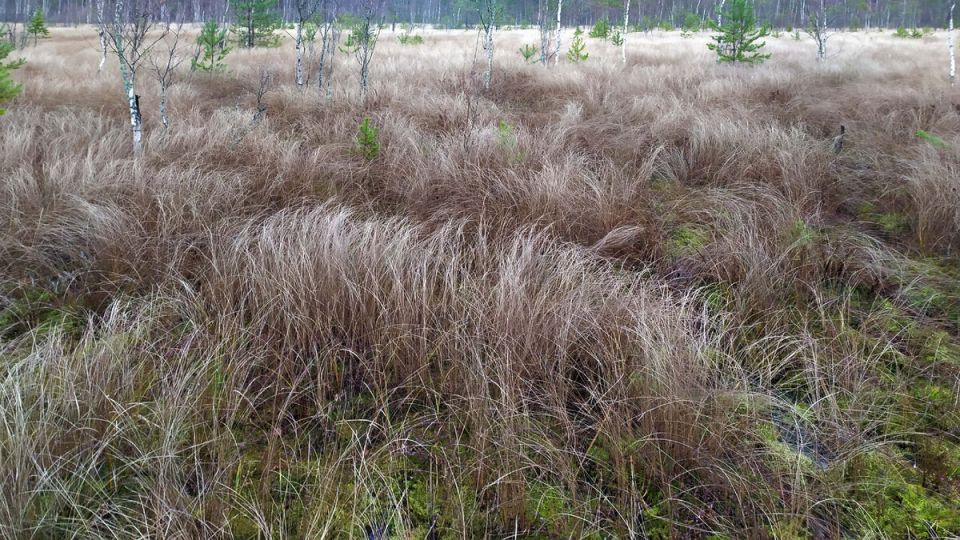 ��� ����� ������������ �������� �������� ��������