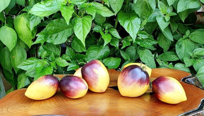 ���� �� �����: ������ ������-���������� ����� � ���������� ���� ������� �� ����� ������