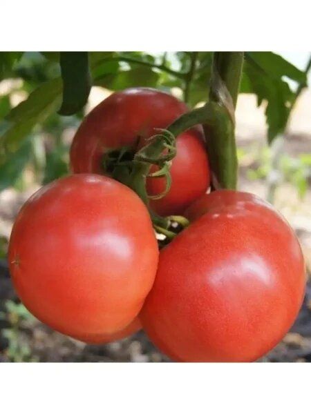 ���� ������������: ������ ������������� ����� � ������� ���������� ��������