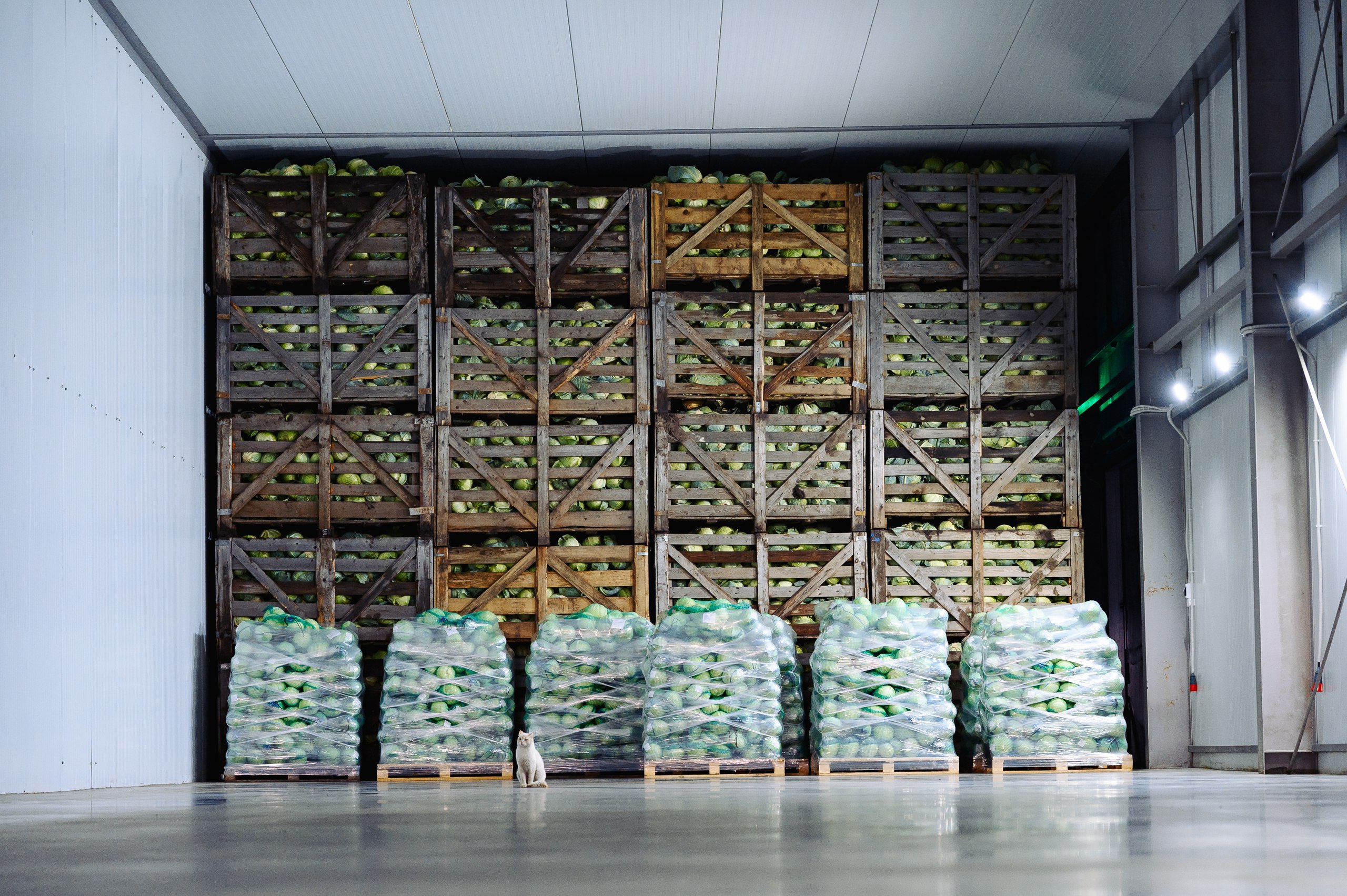 Господдержка в действии. Кооператив «Ниме» торжественно открыл овощехранилище с автоматическим регулированием климата на 2400 тонн в деревне Кильдишево Ядринского округа Господдержка в действии. Кооператив «Ниме» торжественно открыл овощехранилище с автоматическим регулированием климата на 2400 тонн в деревне Кильдишево Ядринского округа