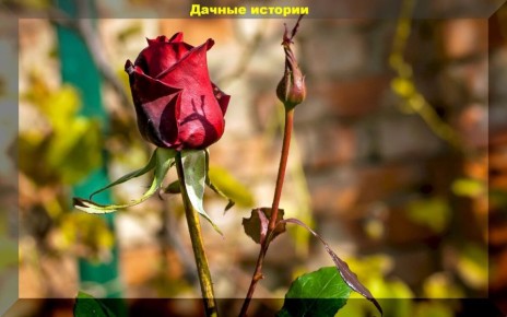 Зимняя подготовка роз: советы для садоводов, которые хотят дождаться весны