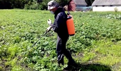 Обнаружены ошибки в борьбе с вредителями: как дачники сами себе создают проблемы