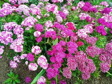 Цветы на подзимние посевы: как украсить сад с помощью зимних семян