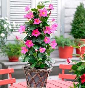 Дипладения: идеальное растение для домашнего декора