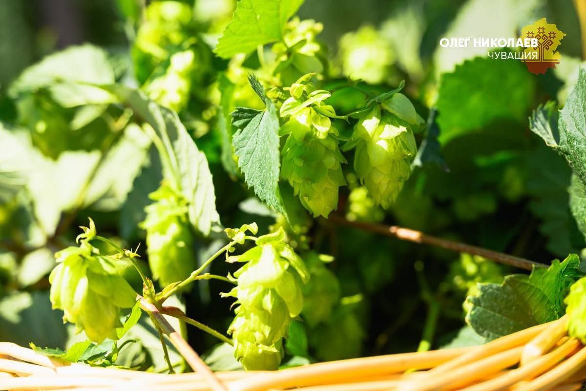 В Чувашии подведены предварительные итоги уборочной кампании В Чувашии подведены предварительные итоги уборочной кампании