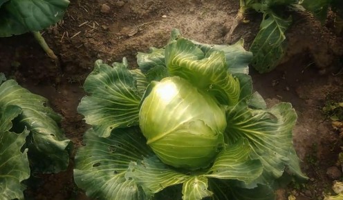 Четыре ключевых признака для увеличения урожая капусты