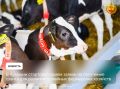 Фермеры Чувашии могут получить гранты до 18 млн рублей на развитие своих хозяйств