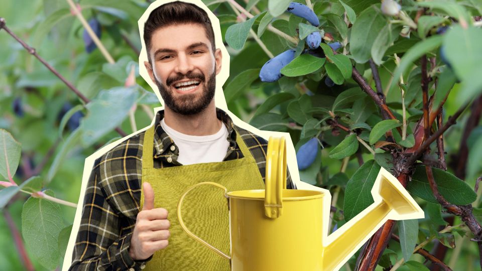 Жимолость будет усыпана ягодами: вот чем подкармливают куст опытные садоводы